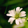 field chickweed