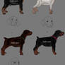 Closed reservation for Doberman puppies