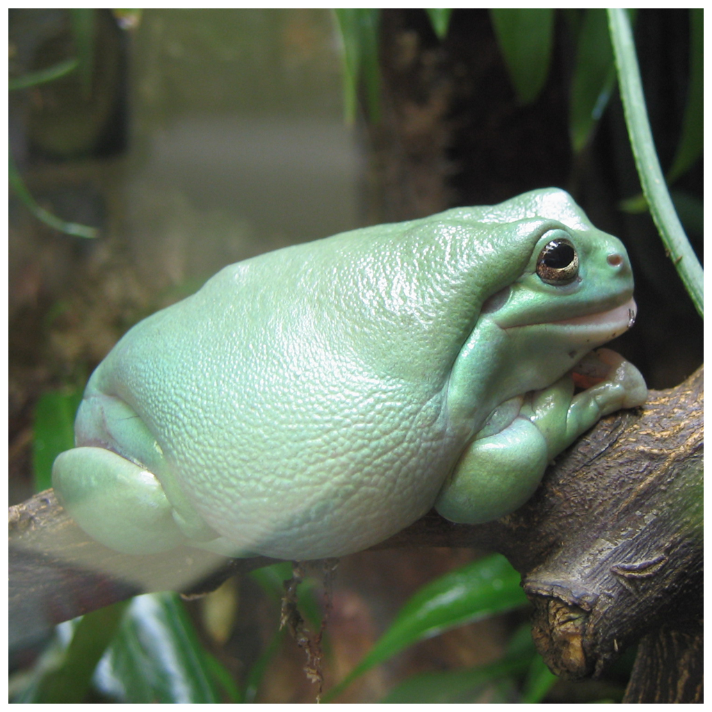Big fat green frog by roes on DeviantArt