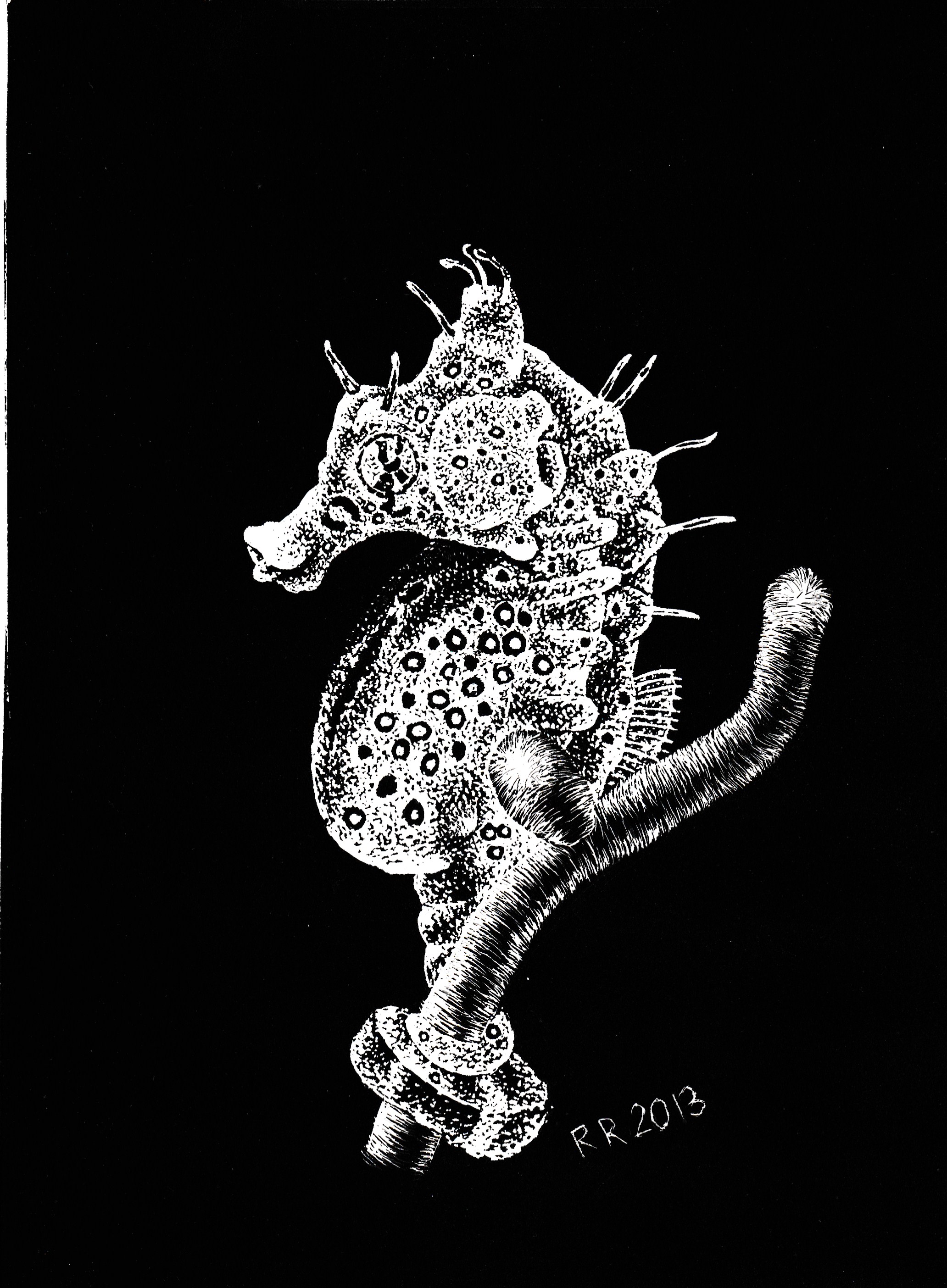 Pregnant Seahorse