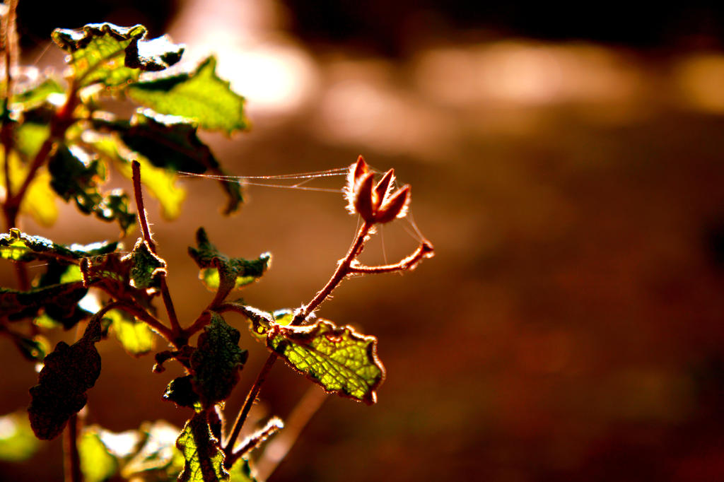 Tiny web