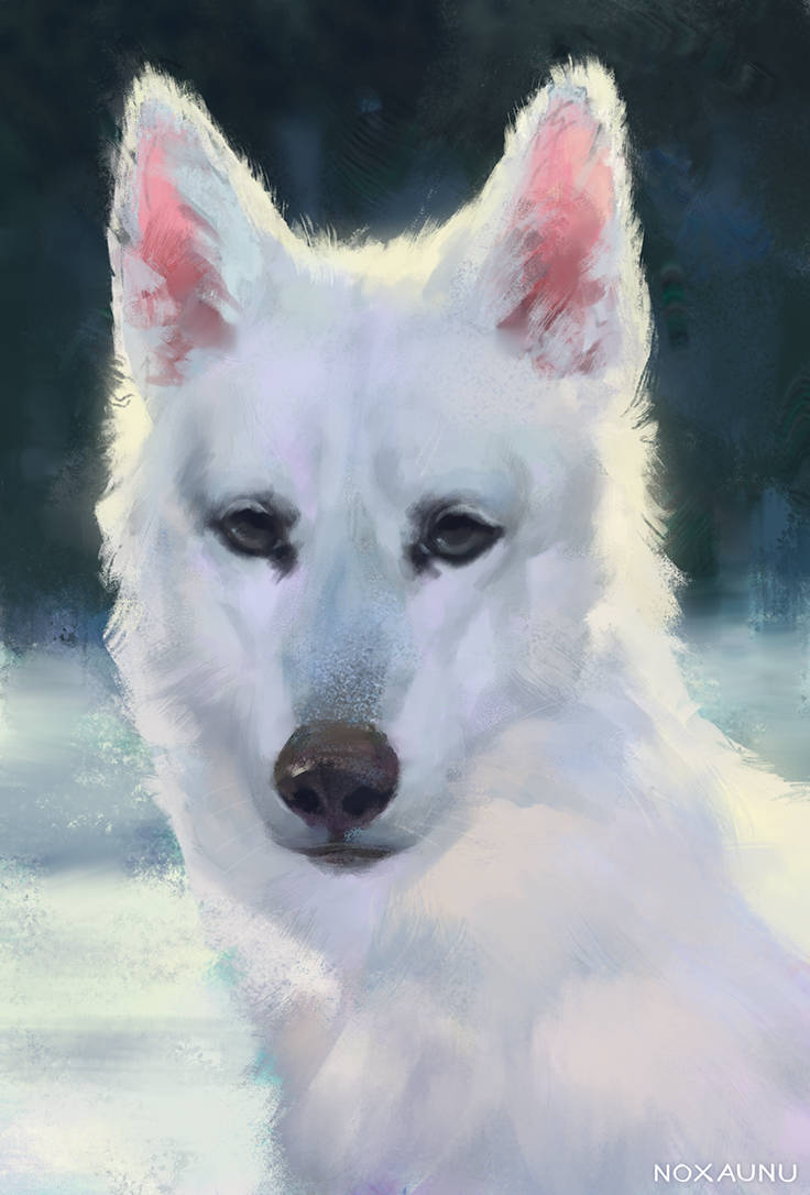 Winter dog speedpaint