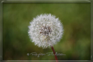 Dandelion