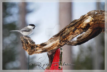 Birds In Snow II