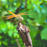 Dragonfly