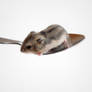 Spoonful Of Hamster