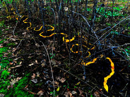 andy Goldsworthy 5