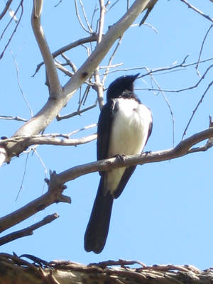 Proud Willie Wagtail by GrumpySnapper