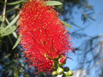 Aussie Bottle brush close up by GrumpySnapper