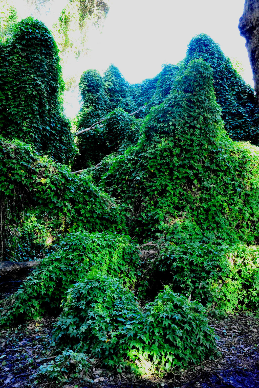 Secret Garden Gwelup 7 By Grumpysnapper On Deviantart