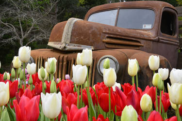 Tulips in the Park