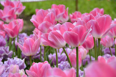 Pink Tulips Araluen W.A. 2016