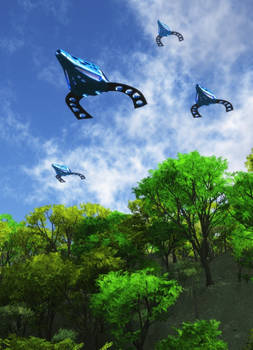 The First Look