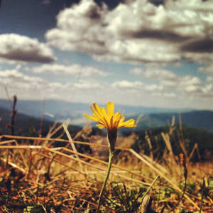 mountain_flower_1