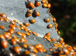 Ladybugs by bewaretheides