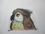 Owl/Parrot Hybrid