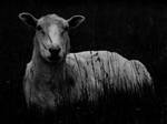 Hey Ewe ... by MODDEYDOO