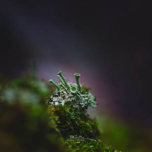 Cladonia Fimbriata