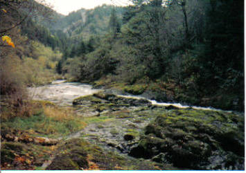 The brook