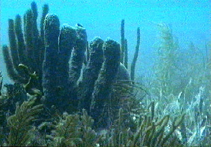 A colony of sponges