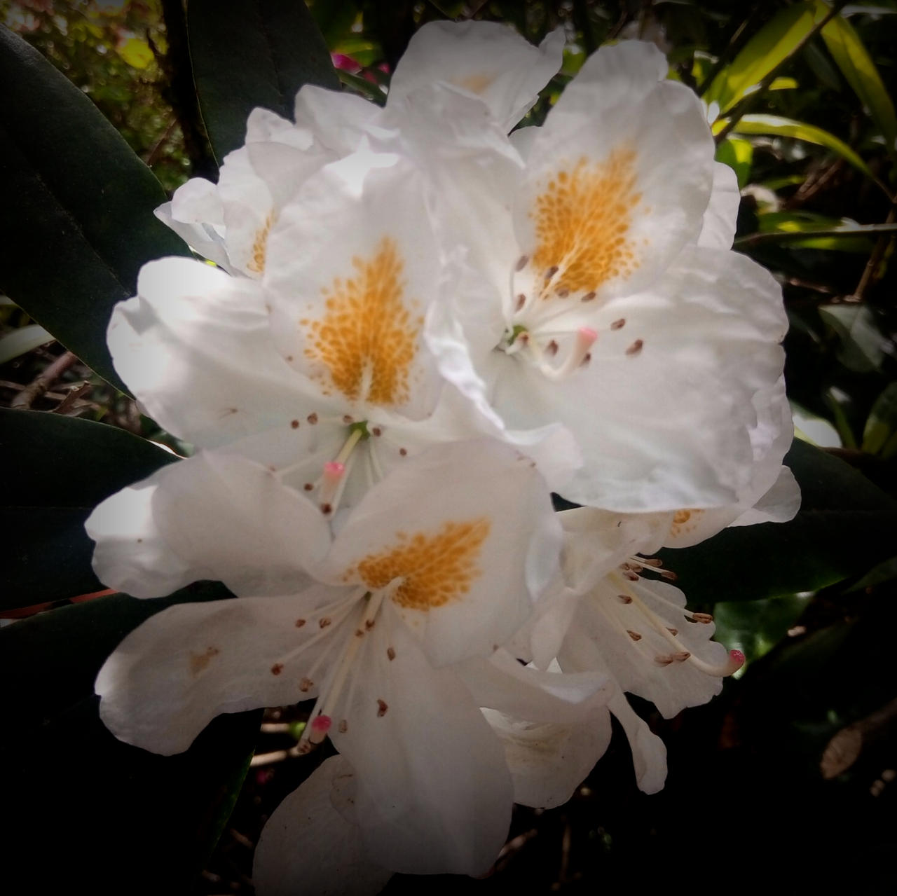White Insect Rhododendron Rhododendron_White by oOCreaFilyaOo on DeviantArt