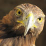 Golden Eagle