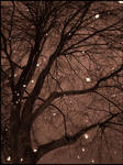 Snow Fall 1 by LisaValo