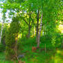 green forest