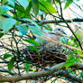 Turtledove.