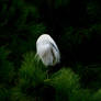 Ardea Alba Et Pinus Taeda.