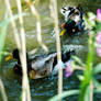 The Green-Headed Ducks.