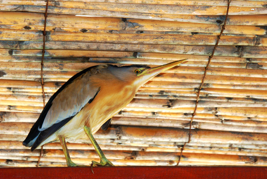 The Unexpected Guest On The Roof Of The Bar.