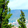 The Pine Tree And A Crow.