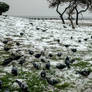 Rare Snow In Izmir 3.