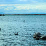 Life In The Gulf Of Izmir.