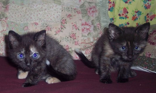 Kittens: Nyanko and Skitty