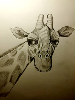 Pencil Copy Giraffe