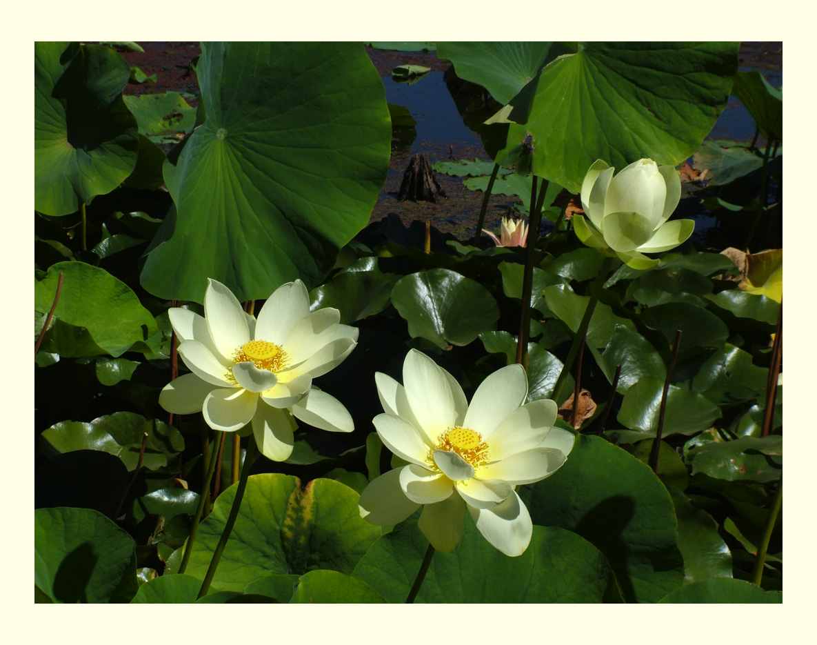 Lotus in Flower