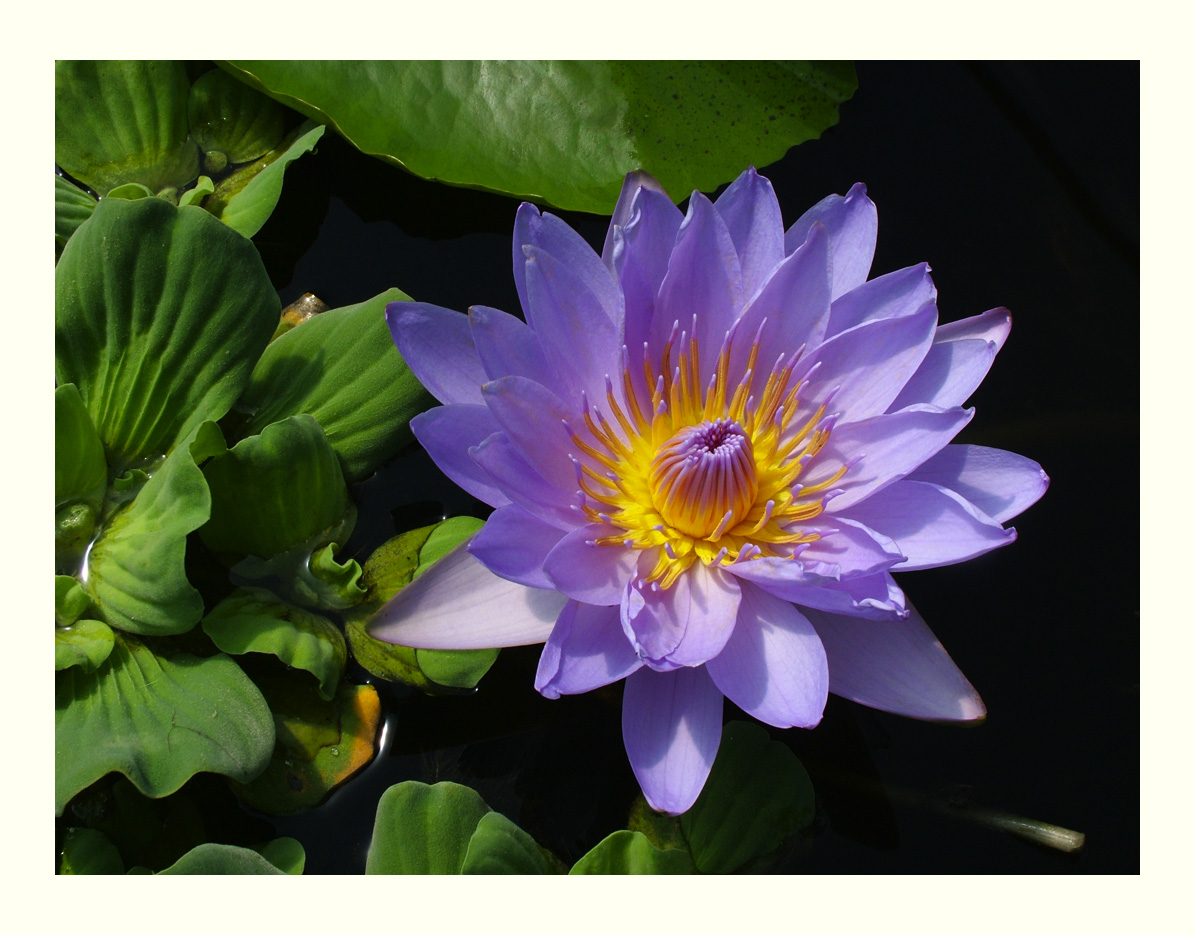 Blue Waterlilly