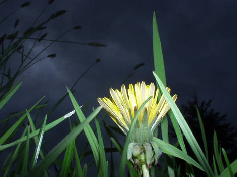 awaiting the rain