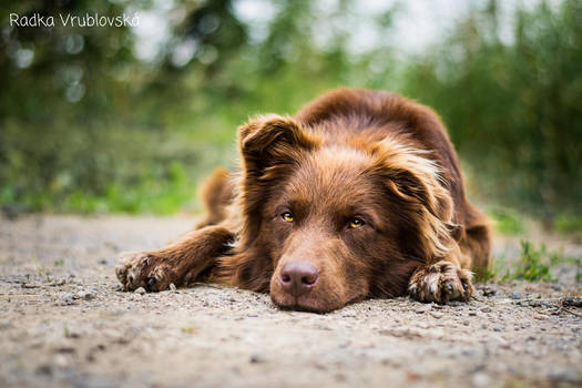 Rafael, the chocolate dog :)