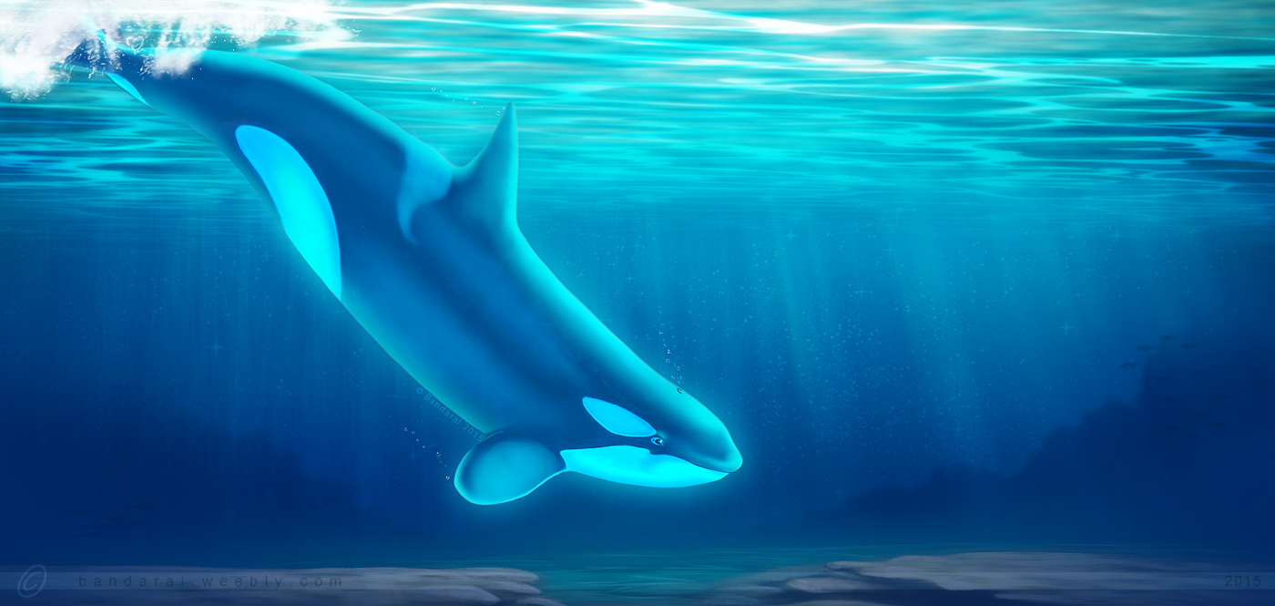 Cetaceans, Fish, Aquatic Mammals on Au-Naturals - DeviantArt