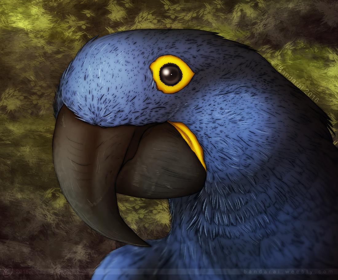 The Hyacinth Macaw Project