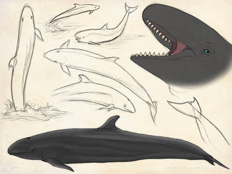 False Killer Whale Sketch Page by Bandarai