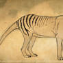 Thylacine Sketch