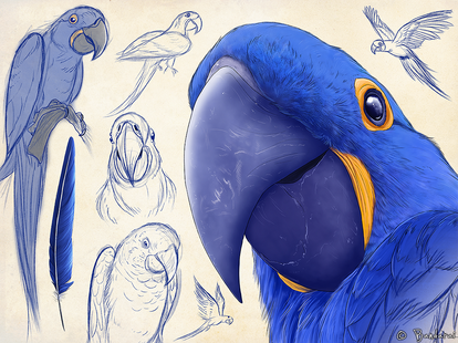 Hyacinth Macaw Sketch Page