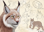 Eurasian Lynx Sketch Page by Bandarai