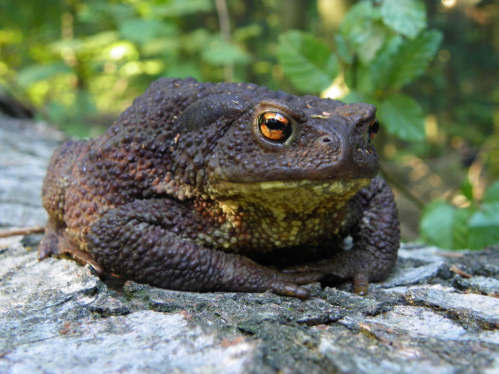 Nice toad by bludickaivus on DeviantArt