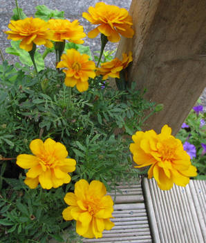 Gorgeous Yellow Plant