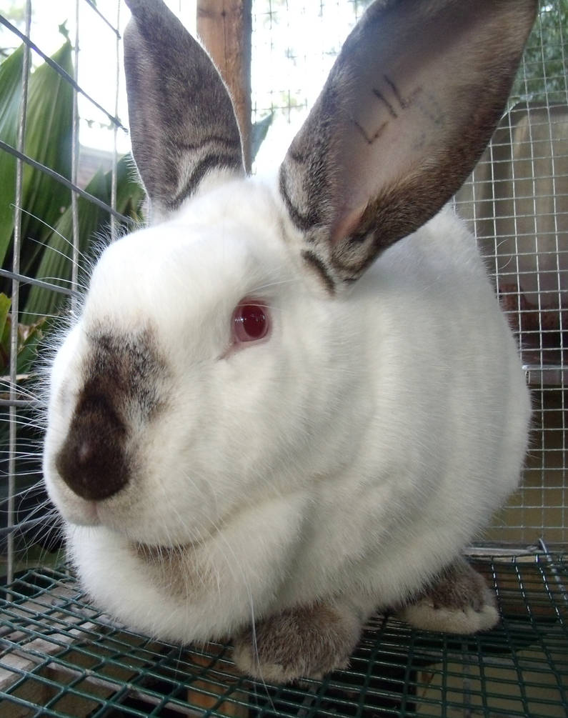 Califorinan Rabbit Californian Rabbit Stock 06 by angel223456 on DeviantArt